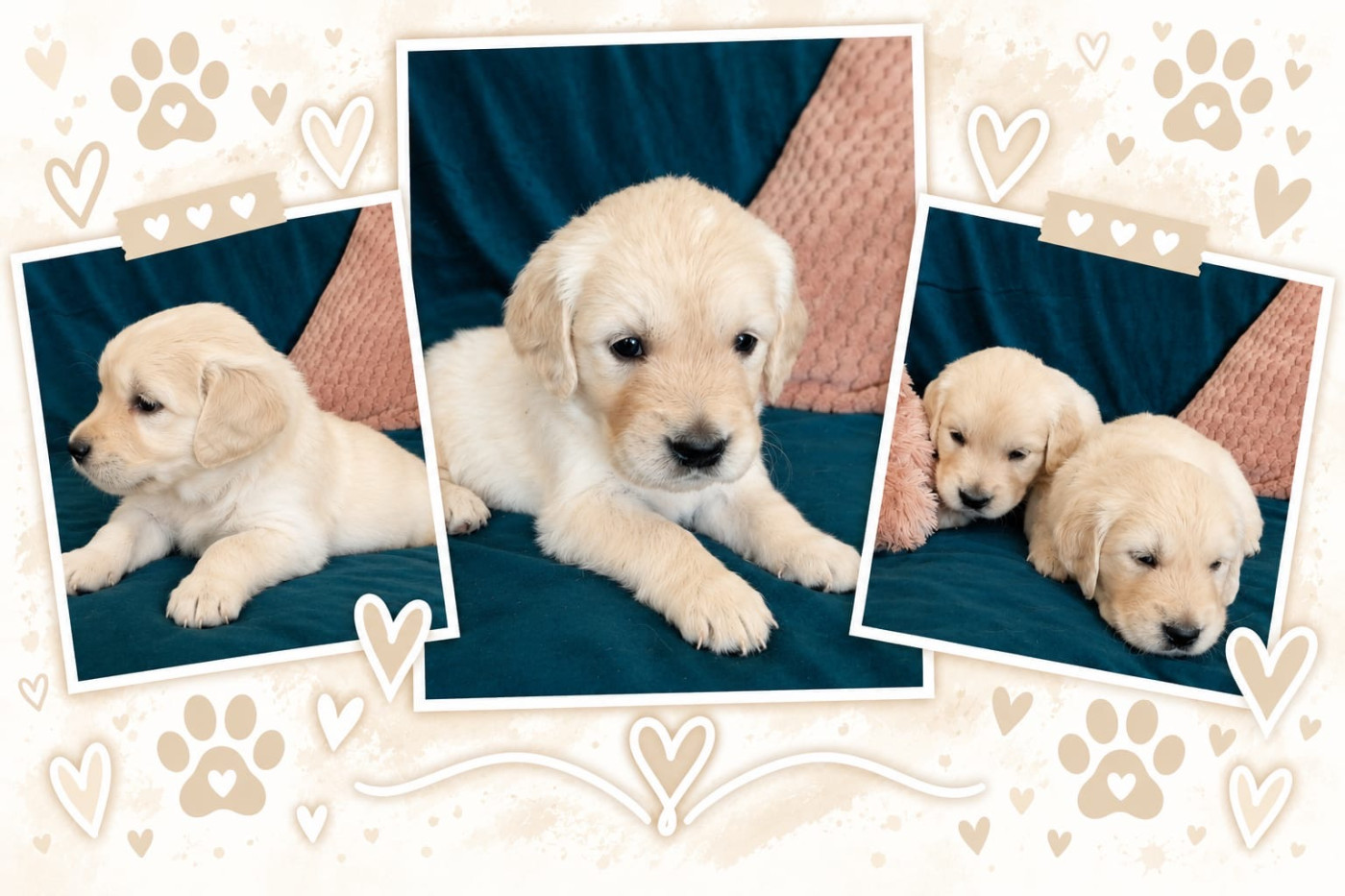 Natacha Morarin - Chiots disponibles - Golden Retriever