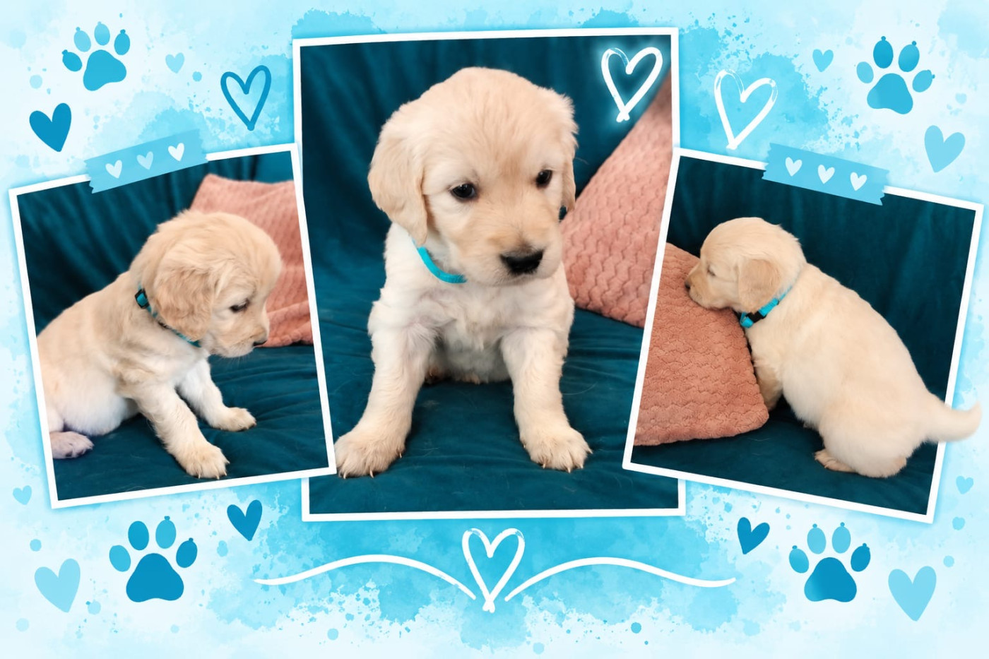 Natacha Morarin - Chiots disponibles - Golden Retriever