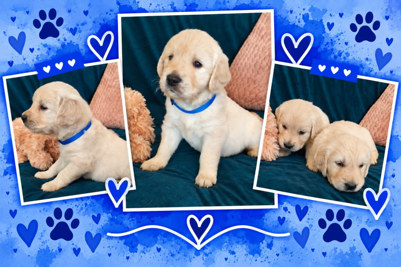 Natacha Morarin - Chiots disponibles - Golden Retriever