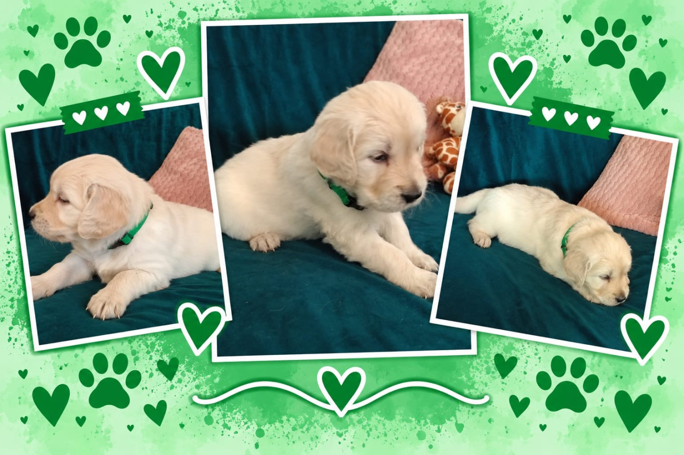 Natacha Morarin - Chiots disponibles - Golden Retriever