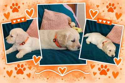 Miss Orange
