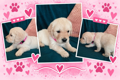 Miss Rose